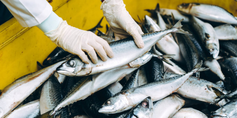 ¿Cómo Compro Pesca Sustentable En México?