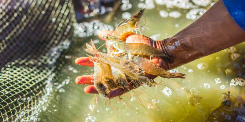 Los 5 Retos Que Enfrenta La Pesca De Camarón Si Quiere Tener Un Futuro