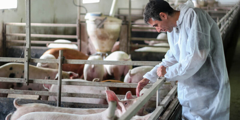 4 Claves De La Mejora Radical Del Sector Porcino En Colombia