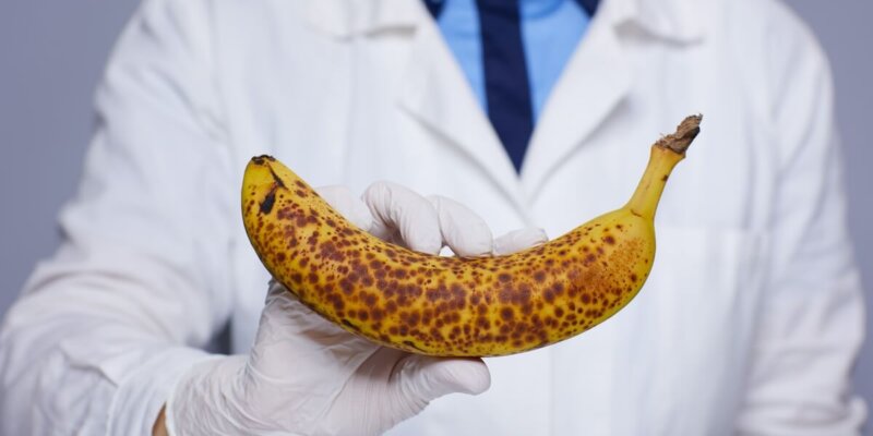 Cientifico Banano Fusarium